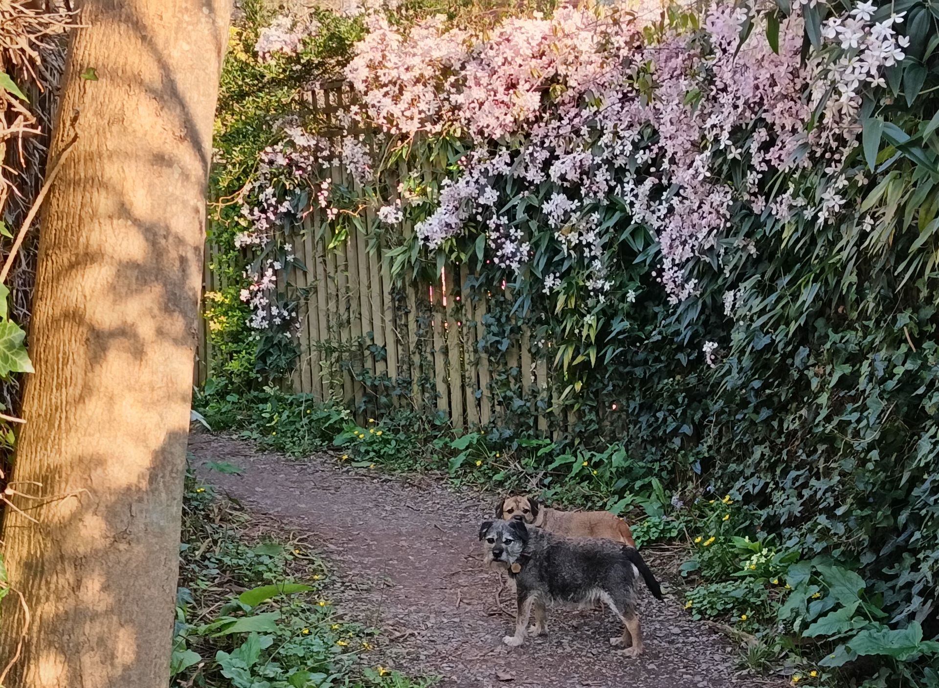 Glorious scented Clematis Colden Common
